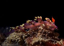 Flabolina Exoptata nudi in Mabul.. e900 again.. two macros.. by Alex Tattersall 